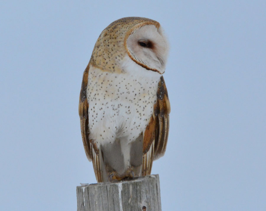 A Barn owl perched on a post listening and watching for dinner to show up.