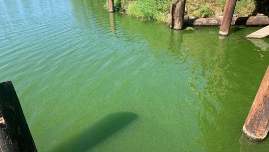 This file photo depicts an example of a blue-green algae bloom in Boyer Slough on Lake Pend Oreille in August 2021. One impact of the additional new state budget cuts being considered by the Idaho Legislature is the immediate scaling back of funding in fiscal year 2026 for the state's harmful algal bloom monitoring program. (File photo courtesy of Idaho Department of Fish and Game)