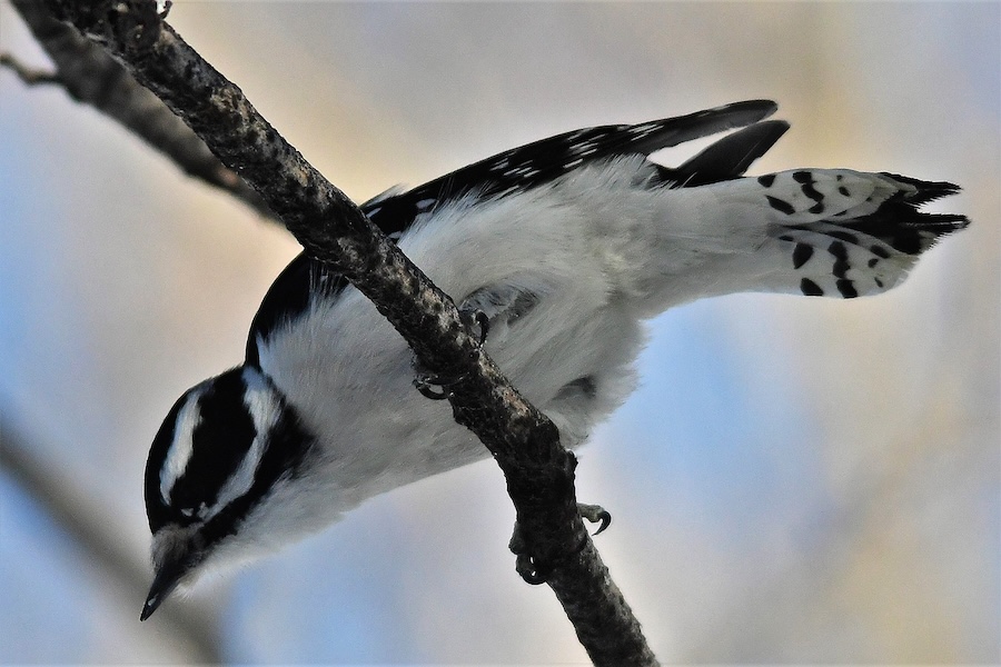 Downy8-26 A female Downy exposes the black dots on her tail that is missing on her cousin's tail.