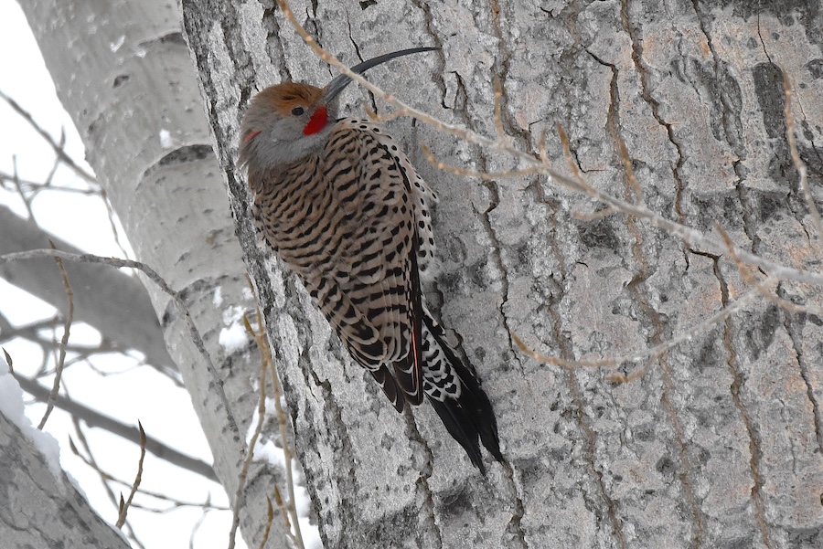 Flicker10-26 - A flicker with a long, narrow and curved bill that showed up at feeders for the second year in a row.