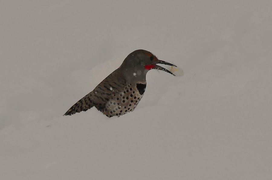 Flicker8-26 - A Northern flicker with a regular bill eating part of a suet cake.