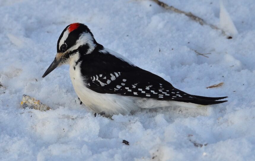 Hairy18-26 - A male Hairy woodpecker picking up waste from a suet cake knocked off by a feeding Northern flicker.