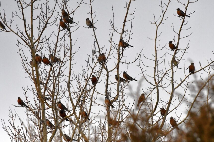 American robins roost along the Henrys Fork waiting for insects to hatch. | Bill Schiess, EastIdahoNews.com
