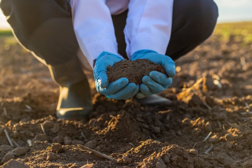 Field soil samples for analysis. Selective focus. Nature.