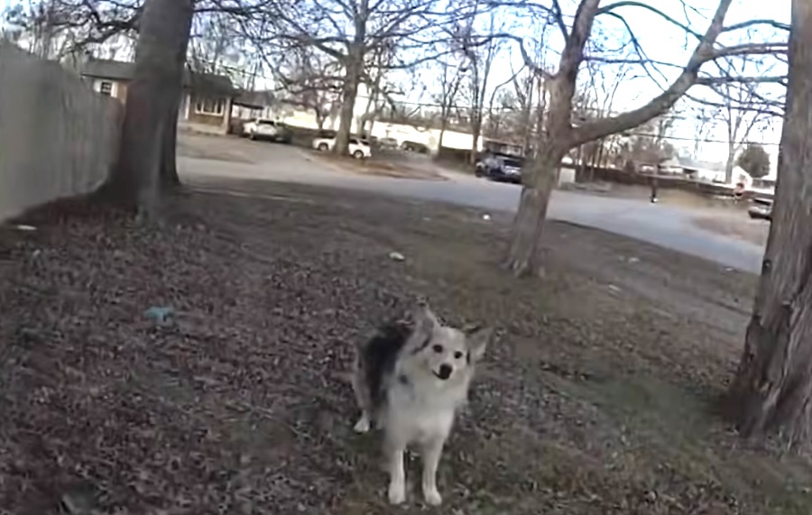 Neighborhood dog leads police to missing 3-year-old boy