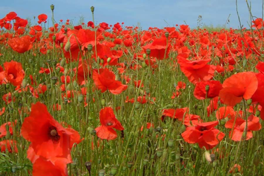 poppy field
