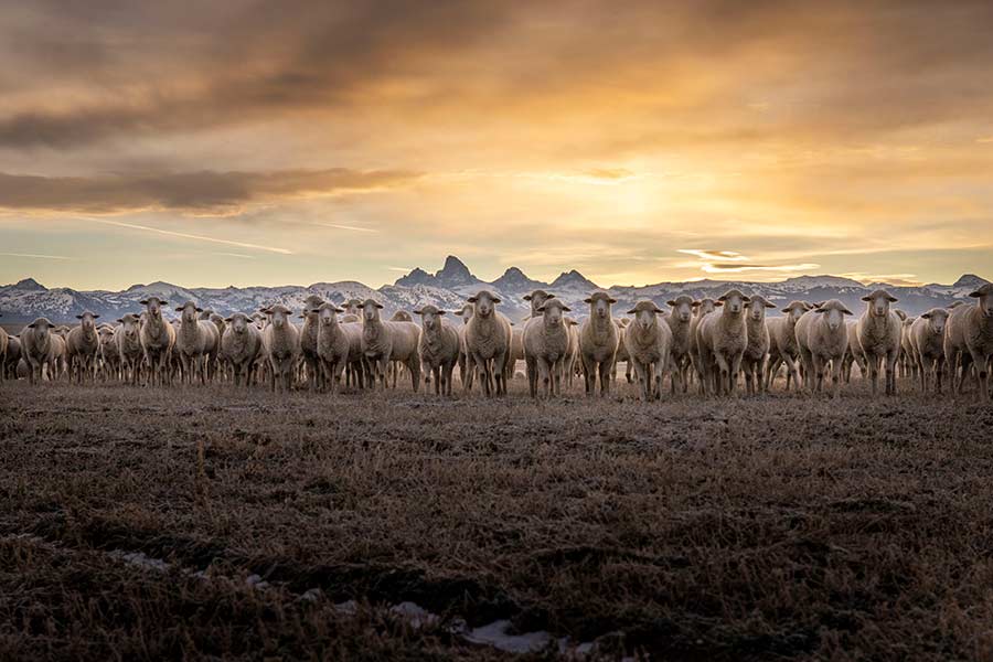 The Siddoway's sheep amid a view of the Grand Tetons | Courtesy Cindy Siddoway