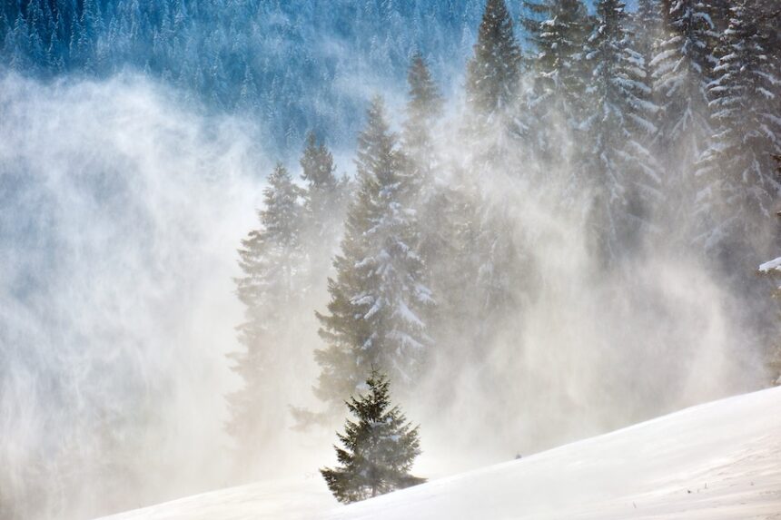 Tall evergreen pine trees during heavy snowfall in winter mountain forest on cold bright day.