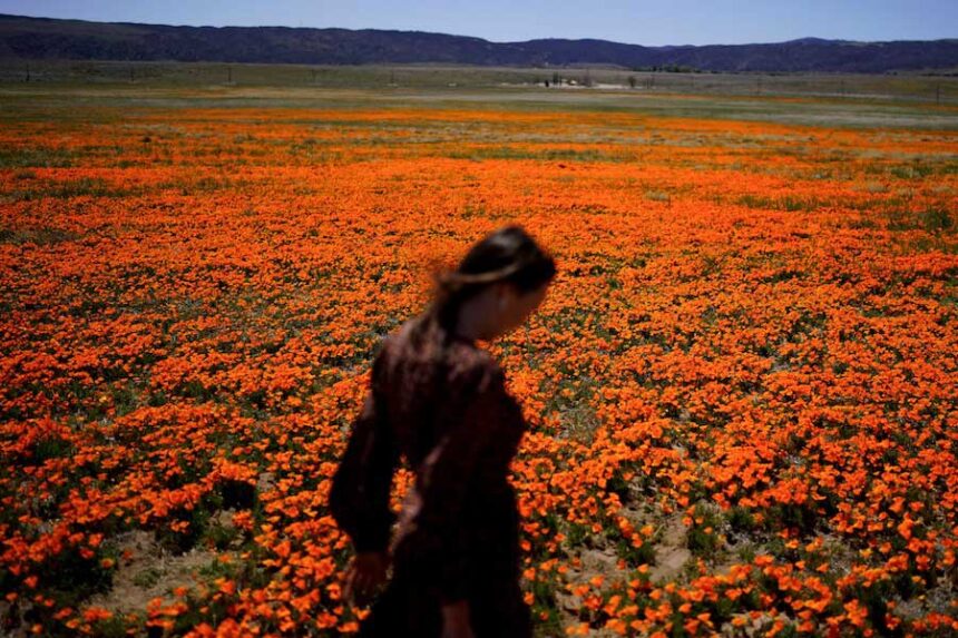Elena Ivanov, visiting from San Jose, Calif., walks across a field covered with blooming poppies near the Antelope Valley California Poppy Reserve in Lancaster, Calif., March 30, 2022.