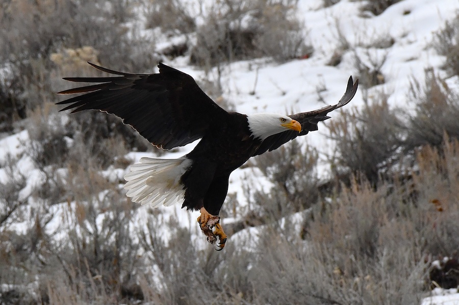 A male bald eagle delivers a meal to the Mrs. as she sits on their nest near Ririe Reservoir, in March 2026.