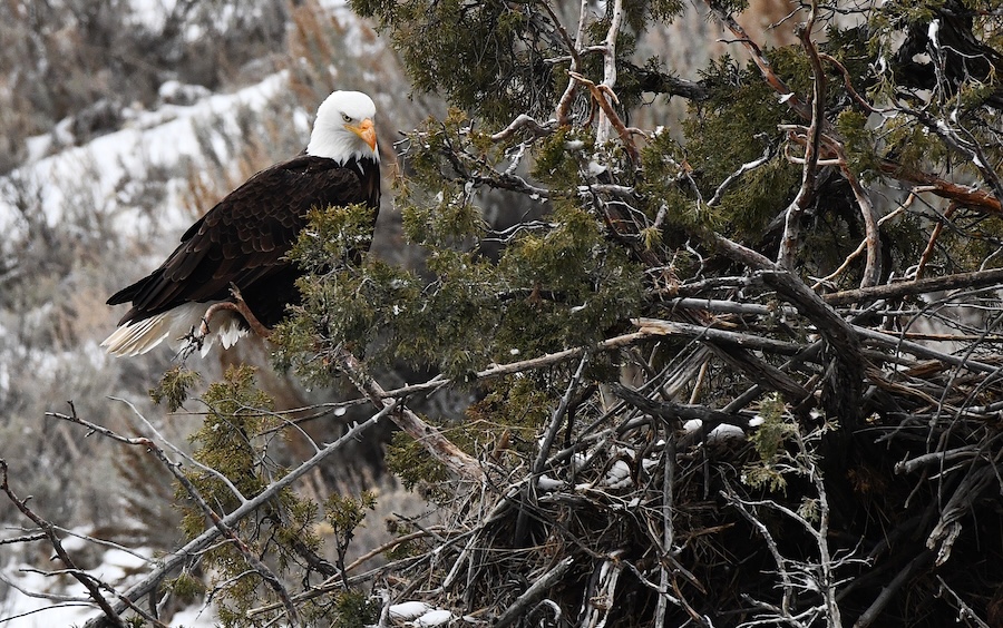 A female bald eagle lands back on the nest while her mate goes hunting or fishing again, in March 2026.