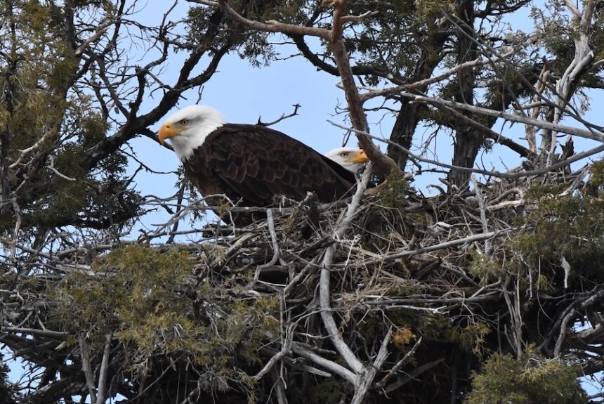 A female bald eagle peers over the back of the male after they have eaten their meal, in their nest near Ririe Reservoir, in March 2026