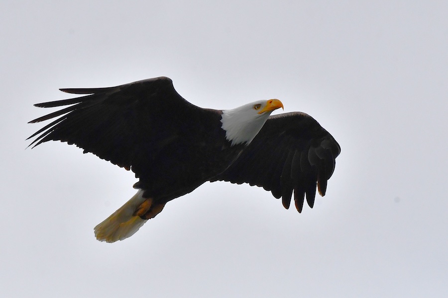 A female bald eagle takes a short break from sitting at her nest by flying around Ririe Reservoir for a couple of minutes, in March 2026.