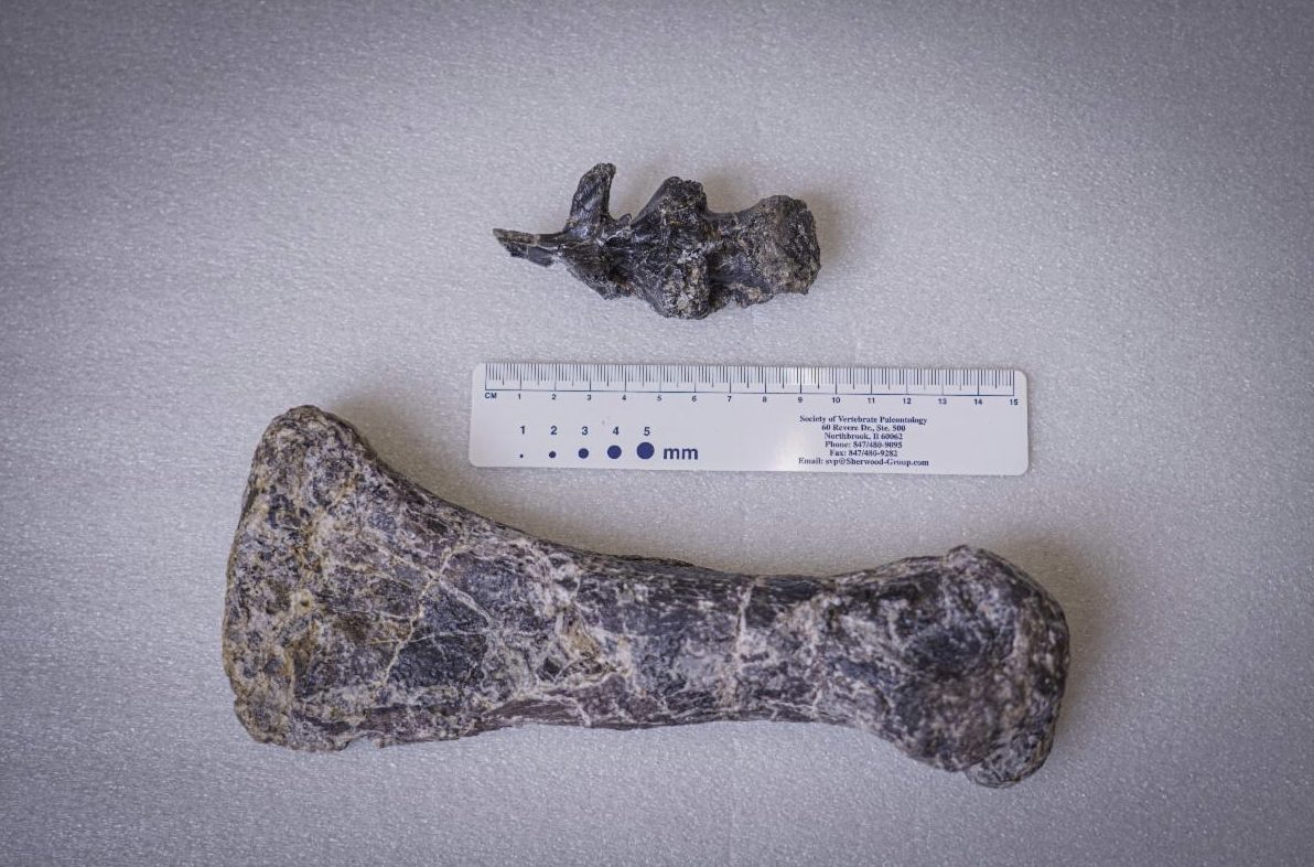Ornithopod bones like these could be the key to a new type of dinosaur, researchers say. (Courtesy of Idaho State University)