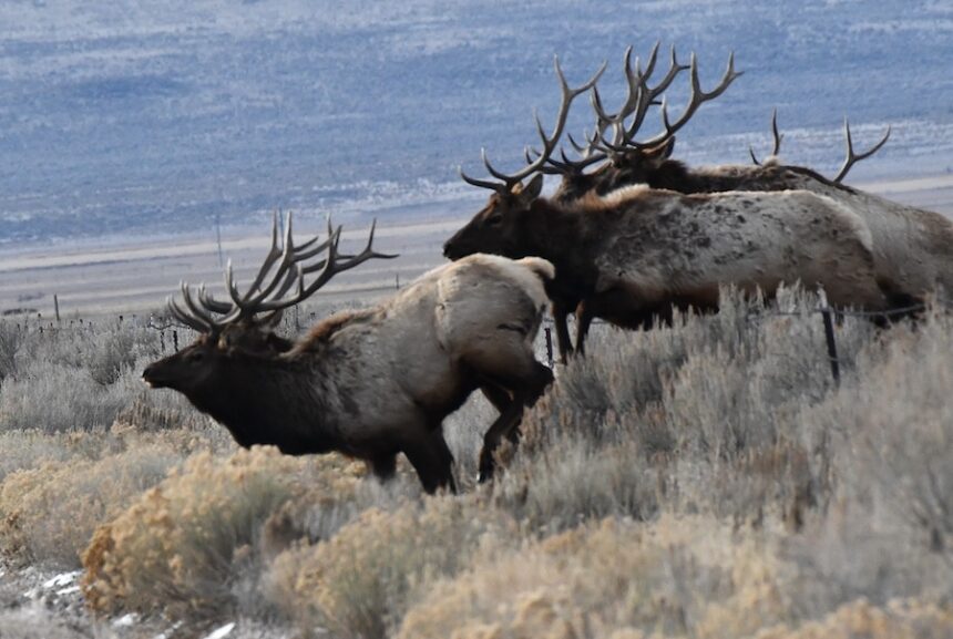 Part of a herd of 47 bull elk jump a fence to visit the sage grouse lek along Yale/Kilgore Road, east of Dubois, Saturday, Feb. 28, 2026.