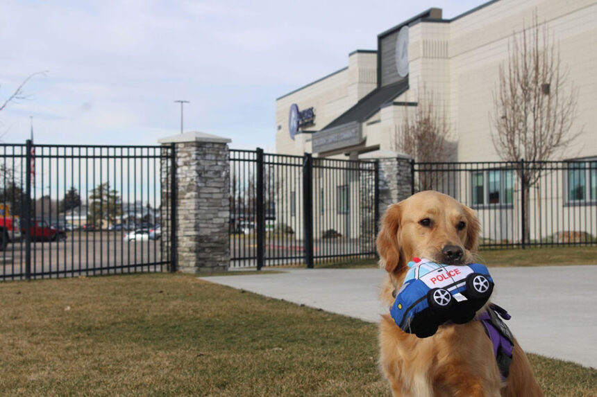 A photo of Idaho Falls Police Department's newest therapy dog Molly taken by a student at Alturas Academy. | Courtesy Idaho Falls Police Department