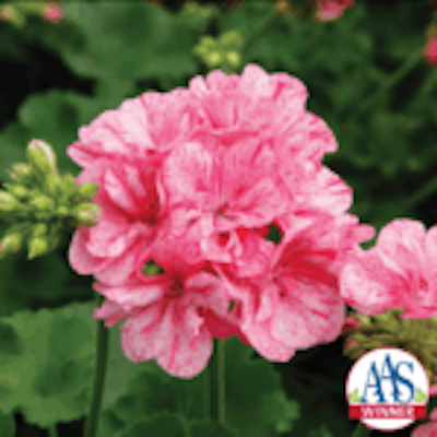 The Big EEZE series defies the heat, maintaining its massive, vibrant flower heads in containers even through the peak of an Idaho summer.