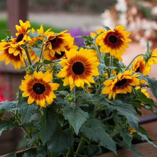 Beyond the standard yellow: This new Sunfinity bicolor provides an incredible 12 weeks of continuous, multi-toned blooms.