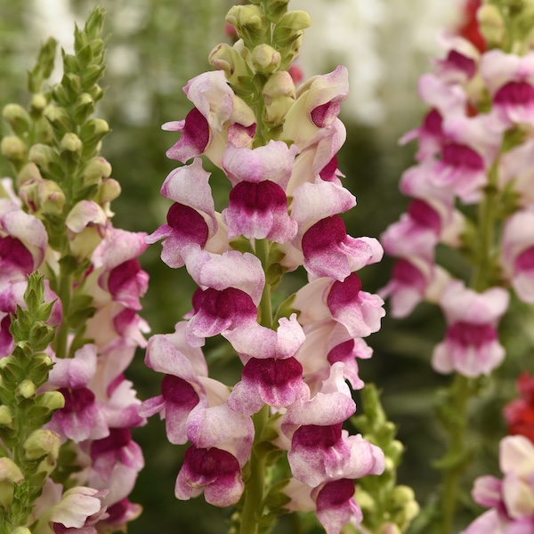 Bred for the cut-flower industry, the Potomac™ series features sturdy stems that stand tall against the East Idaho wind.