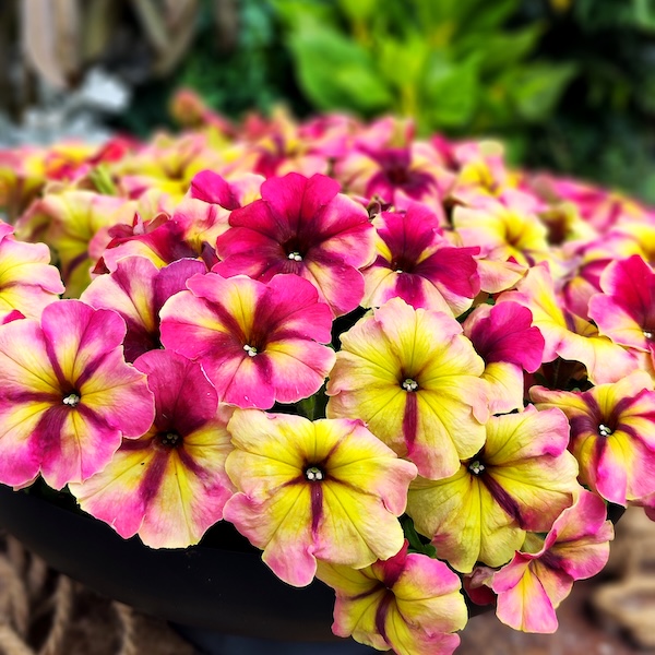 An All-American Selection winner, the Shake Raspberry is as famous for its bold bicolor pattern as it is for its rugged garden performance.