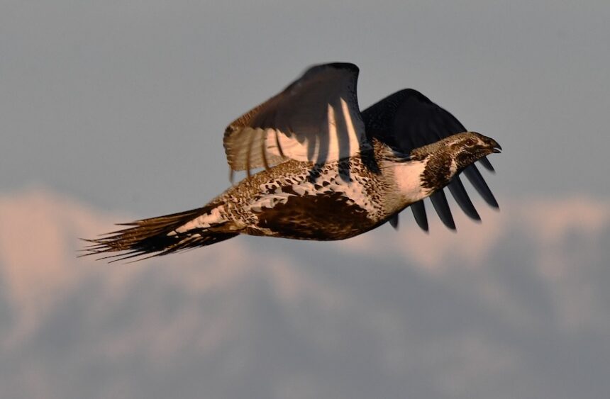 A male sage grouse flies into a lek along Yale/Kilgore Road, east of Dubois, Saturday, Feb. 28, 2026.