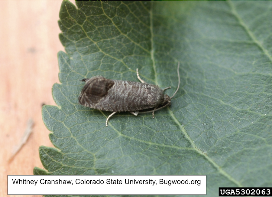 Screenshot 2026 03 29 at 8.13.26 PM 1