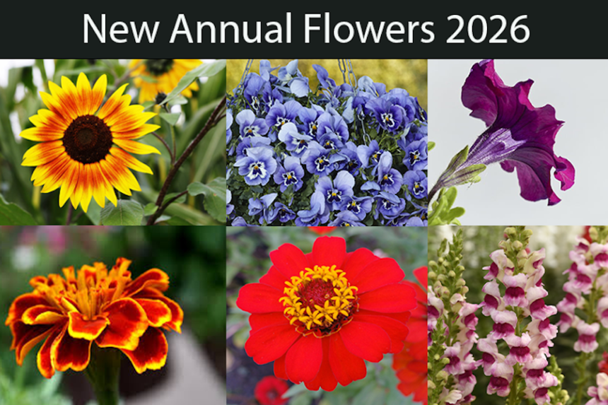 A few annual flower varieties that are new for 2026.