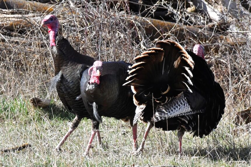 Three mature Tom turkeys spar near the Snake River in Idaho, March 2026.