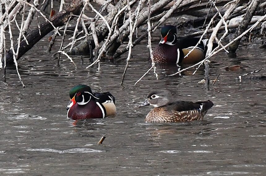 A pair of wood ducks returns to a favorite tree along a canal near Rexburg.