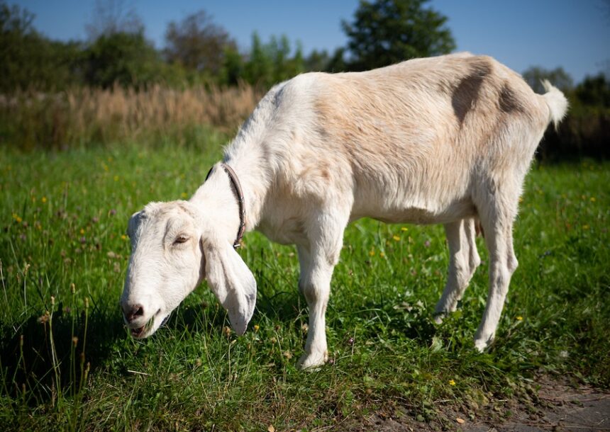 A pet with horns and a beard stays in the sun near the branches of trees.