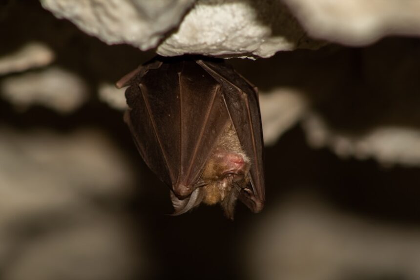 This close up photo shows a bat hanging upside down from a rough, light colored rock surface, presumably the ceiling of a cave.