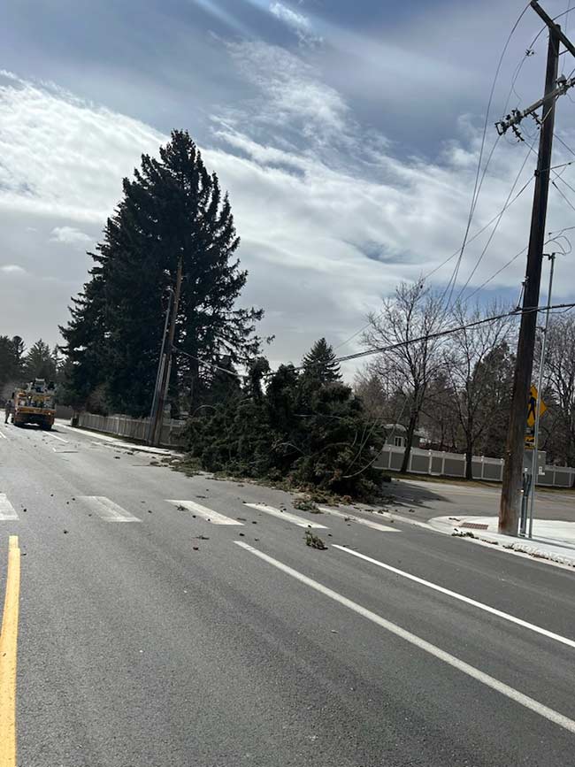 The downed tree in Idaho Falls, which caused a brief outage for homes near Tautphaus Park. | Courtesy Sarah Wheeler