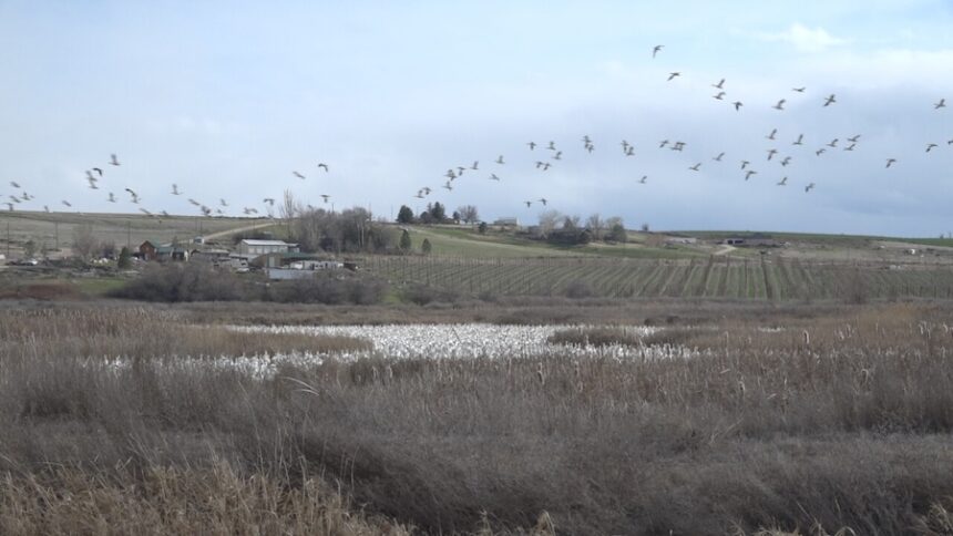 Snow geese stop in Parma, Idaho, during their migration north in March 2026.