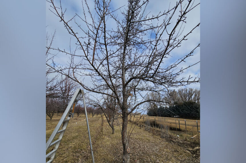 No snow on the ground, February 14th, Menan Idaho. - Jared Gibbons, UI Extension