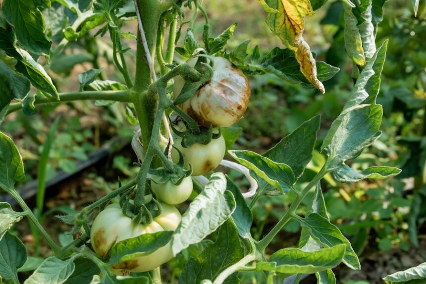 Sick tomato plants can be treated through proper disease interventions and the use of appropriate fungicides. | Envato Elements