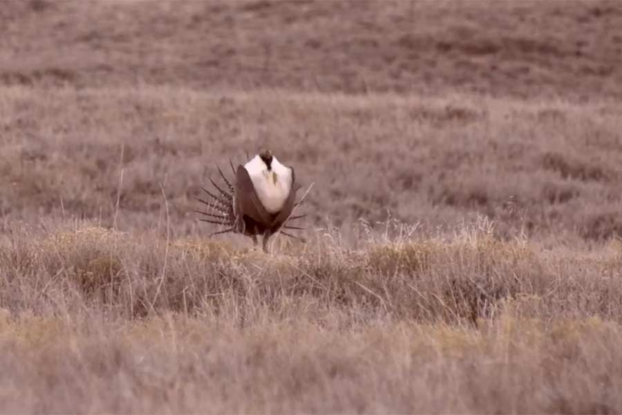 Sage grouse in the wild | Screenshot from film trailer