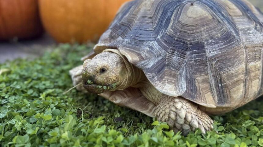 A St. George family is searching for their 11-year-old tortoise Yertle who they say has run away. The neighborhood has put out veggies in hopes of luring her home. | Courtesy Josh Capps