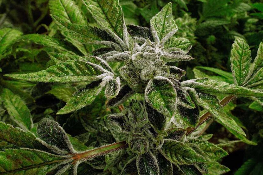 FILE - In this Sept. 15, 2015 file photo, marijuana plants with their buds covered in white crystals called trichomes, are a few weeks away from harvest at the Ataraxia medical marijuana cultivation center in Albion, Ill.