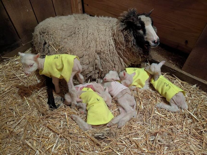 In this photo provided by the Clover and Bee Farm, a ewe and her sextuplet lambs rest at the farm in Underhill, Vt., on Thursday, April 9, 2026. (Anne O'Connor/Clover and Bee Farm via AP)