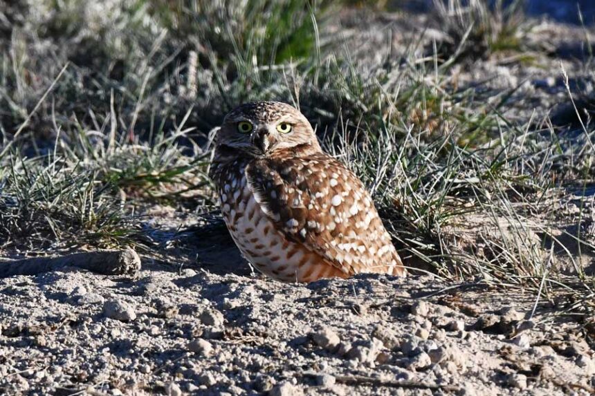 A burrowing owl hangs out near a sage grouse lek in northeast Idaho in April 2026. | Bill Schiess, EastIdahoNews.com