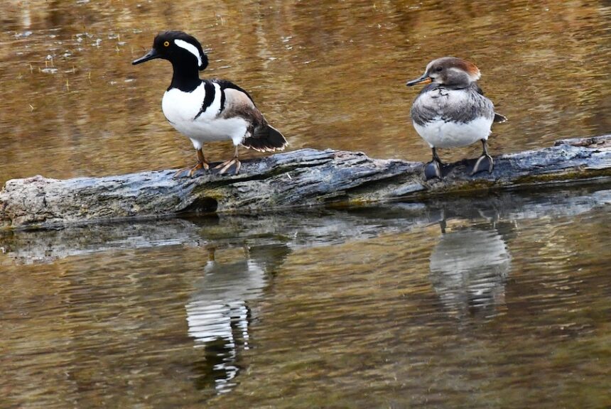 A pair of Hooded mergansers rest on a log, March 2026.