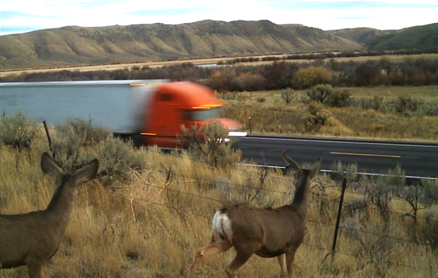 Mule deer attempt to cross US-30 at Rocky Point near Montpelier. Photo courtesy IDFG.