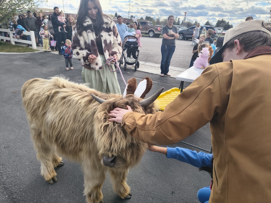 Mini Highland cows attract over 800 to unique Easter event in Rigby