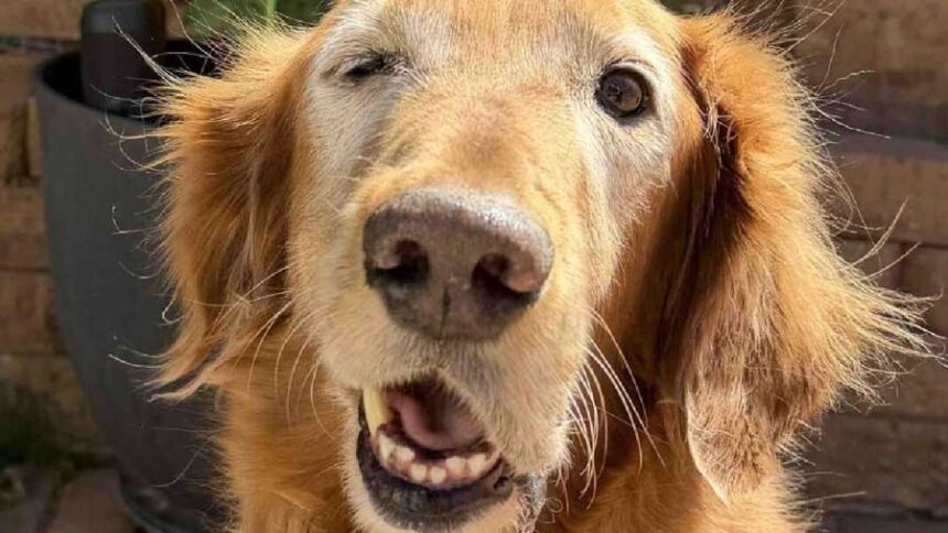 Oakley, an 8-year-old golden retriever from St. George that has Horner's syndrome.