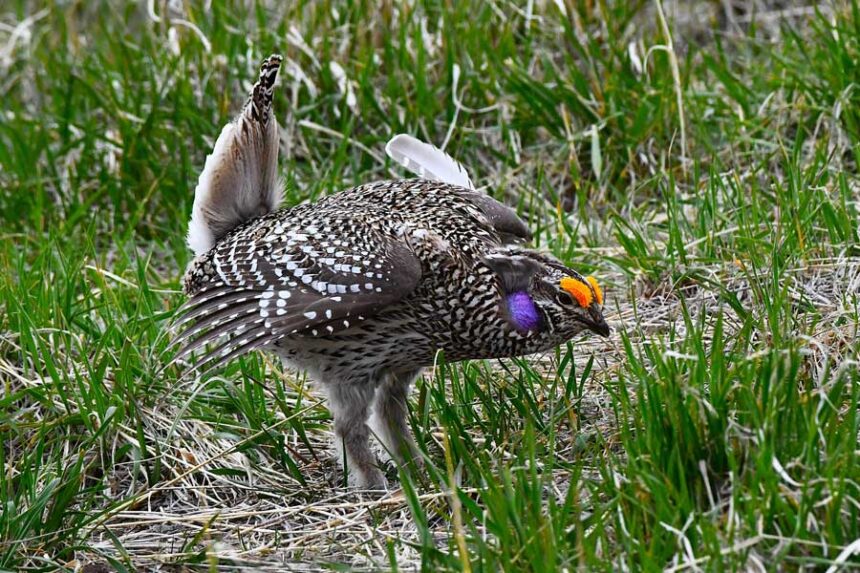 The dominant male Sharpie on a lek with a broken feather on its left side. It is in a "freeze" position during a dance.