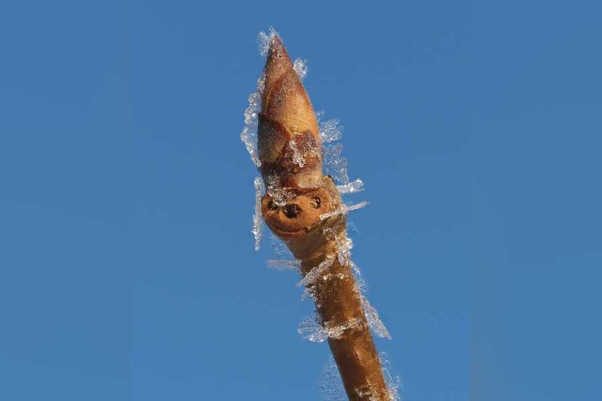 Fruit tree bud seen after a late-season freeze.