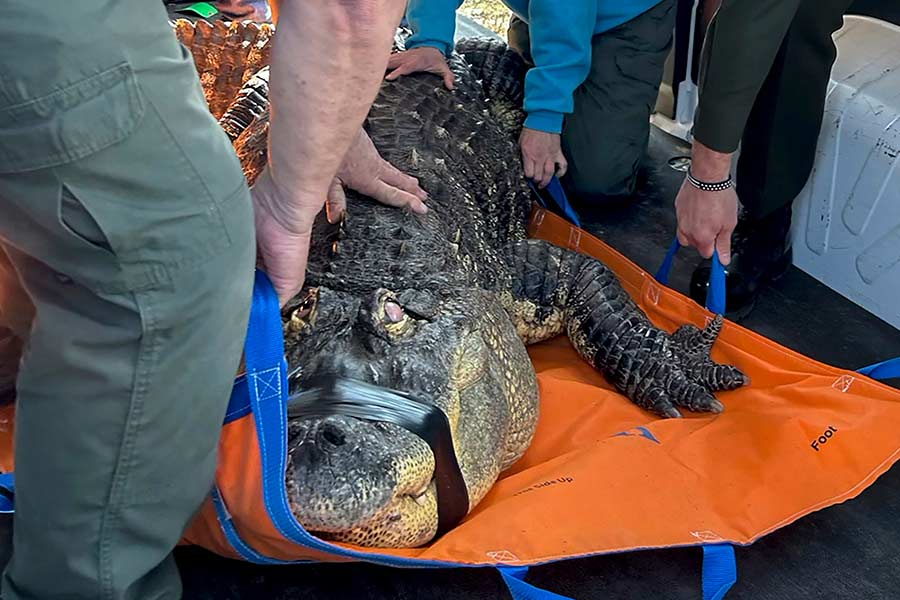 New York man ends his fight to reclaim Albert, his 12-foot alligator seized in 2024