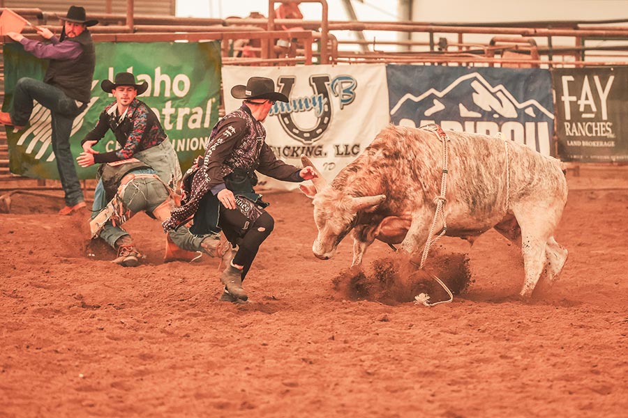 bullfighters at 8th district rodeo