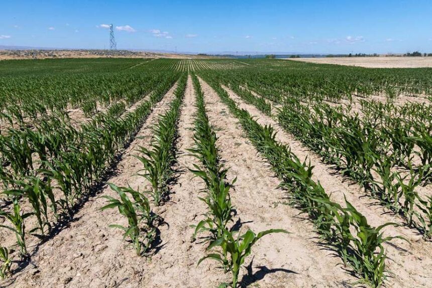 Water is essential to everyone and nearly everything in Boise and the Treasure Valley. It is vital to agricultural irrigation, industrial and commercial use, municipal and personal consumption—and water recreation adds to our quality of life and the economy in Idaho. By Darin Oswald