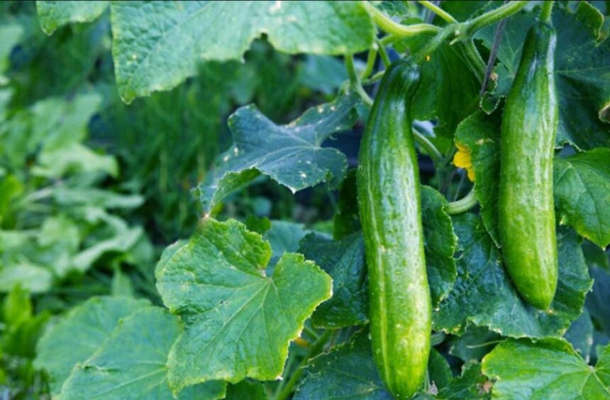 Cucumbers | Adobe Stock via University of Idaho Extention